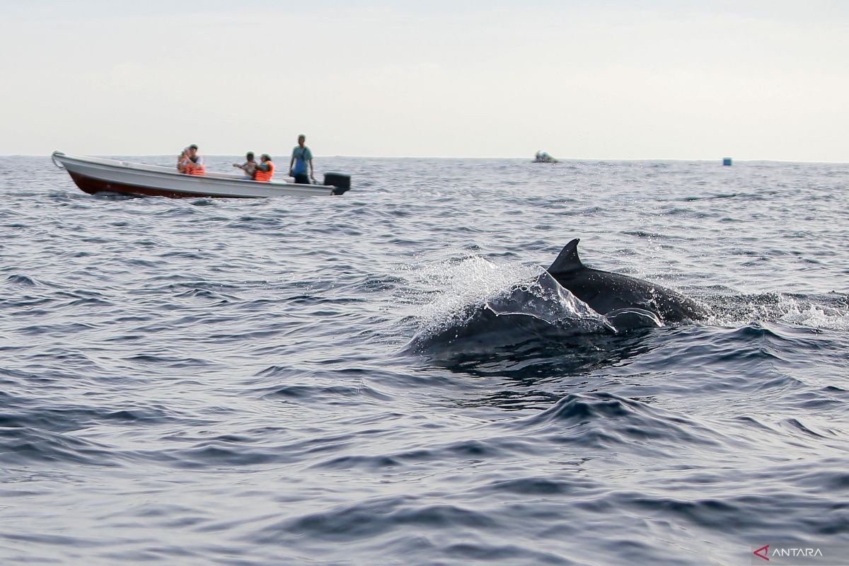 Dolphin Trip